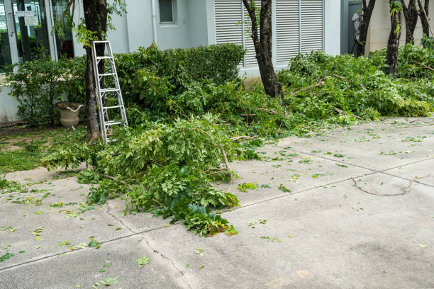 Trusted Toluca, IL Tree Removal Experts